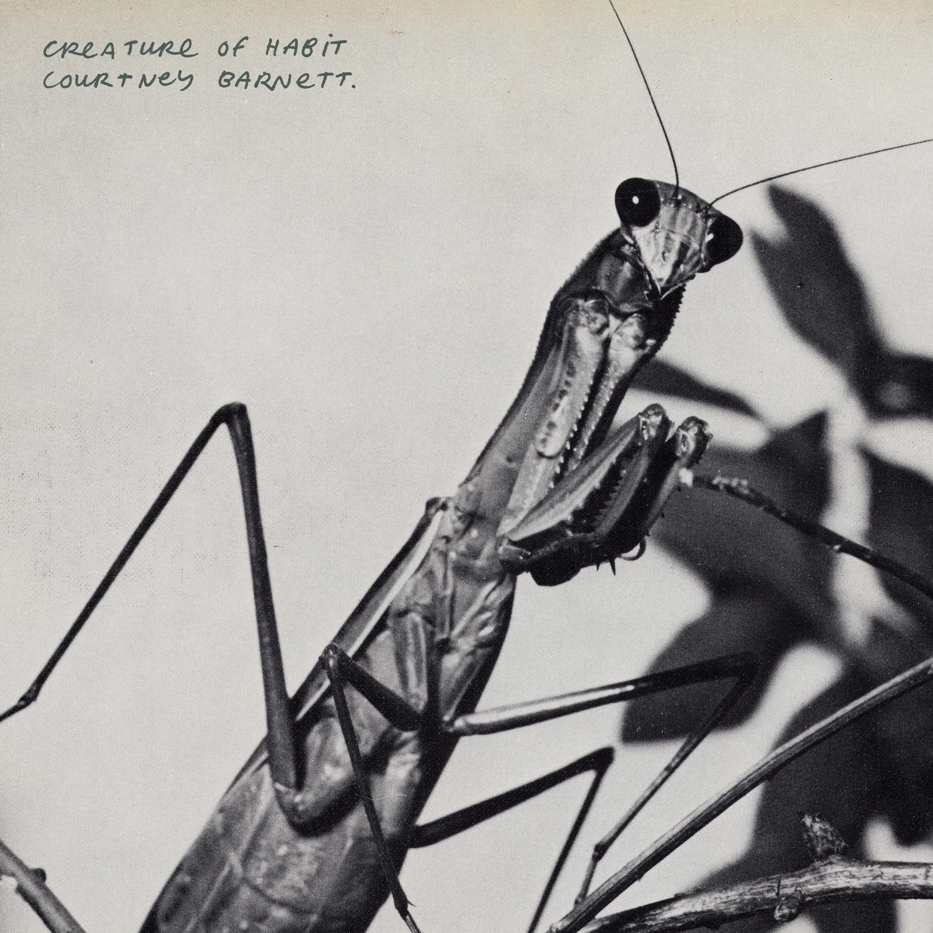 Creature of Habit by Courtney Barnett